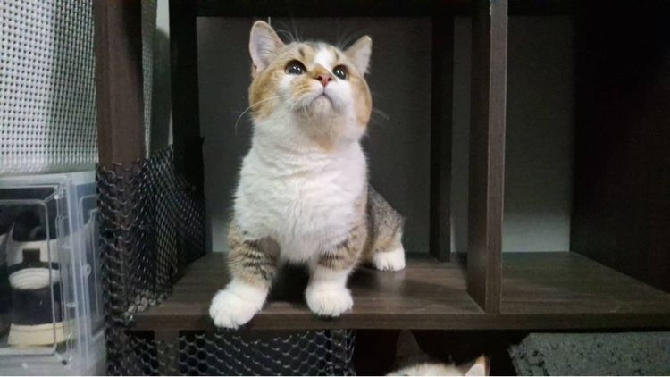 ต้าวน้อยคาราเมล รูปที่ 3