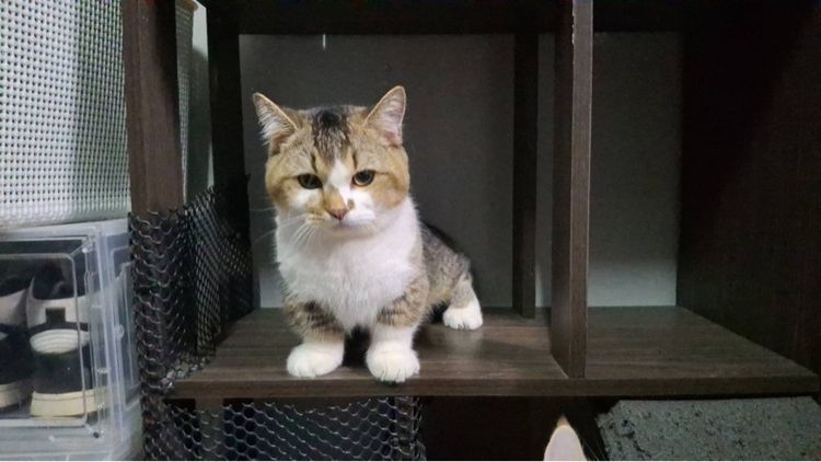 ต้าวน้อยคาราเมล รูปที่ 5