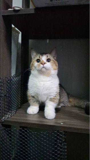 ต้าวน้อยคาราเมล รูปที่ 7