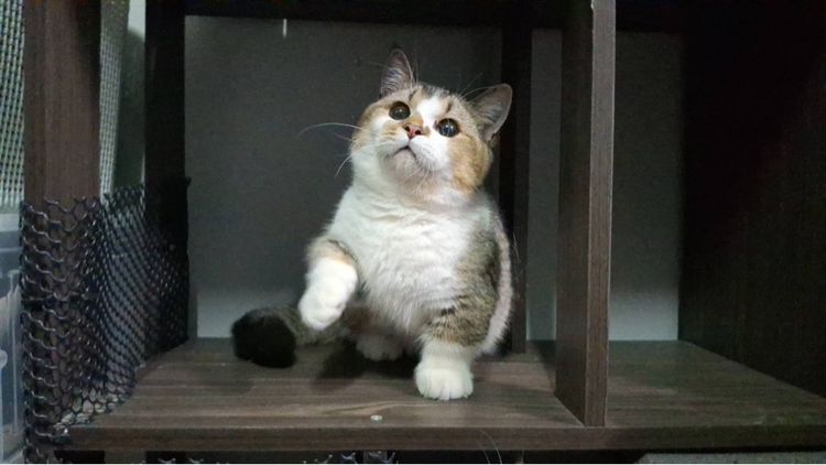 ต้าวน้อยคาราเมล รูปที่ 2