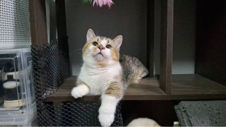 มันช์กิ้น (Munchkin) ต้าวน้อยคาราเมล