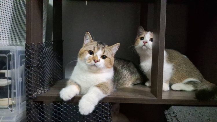 ต้าวน้อยคาราเมล รูปที่ 12