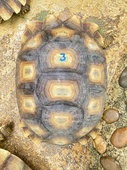 เต่าซูคาต้า รูปที่ 11