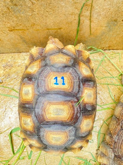 เต่าซูคาต้า รูปที่ 3