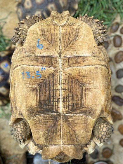 เต่าซูคาต้า รูปที่ 16