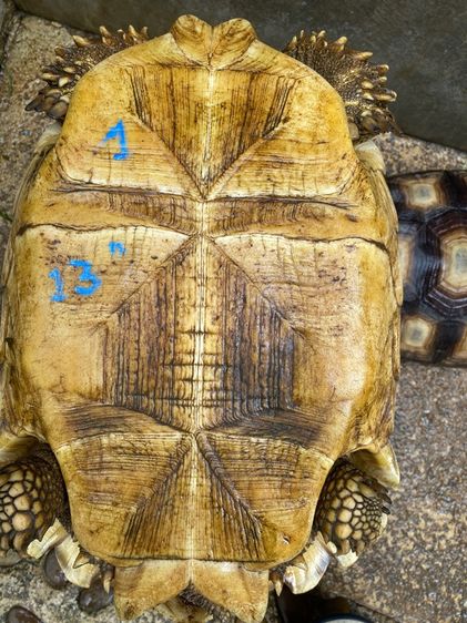 เต่าซูคาต้า รูปที่ 14