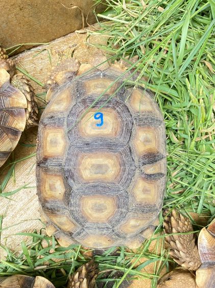 เต่าซูคาต้า รูปที่ 5