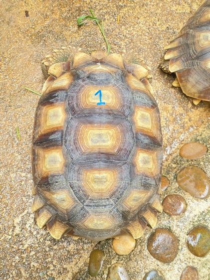 เต่าซูคาต้า รูปที่ 13