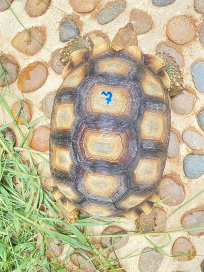 เต่าซูคาต้า รูปที่ 7