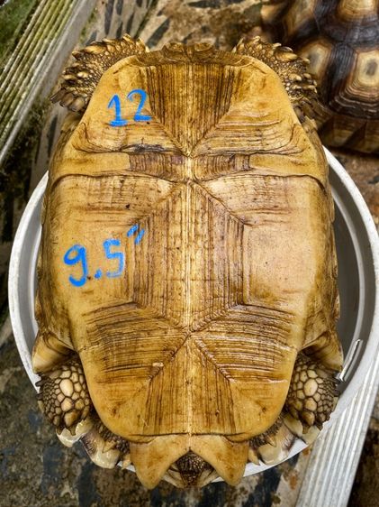 เต่าซูคาต้า รูปที่ 18