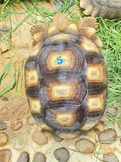 เต่าซูคาต้า รูปที่ 9