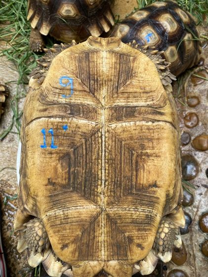 เต่าซูคาต้า รูปที่ 17