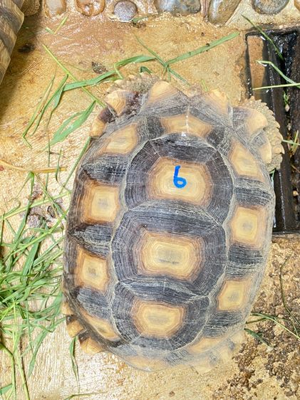 เต่าซูคาต้า รูปที่ 8