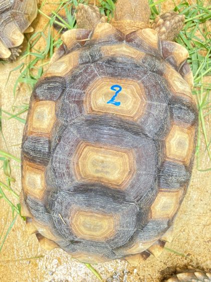 เต่าซูคาต้า รูปที่ 12