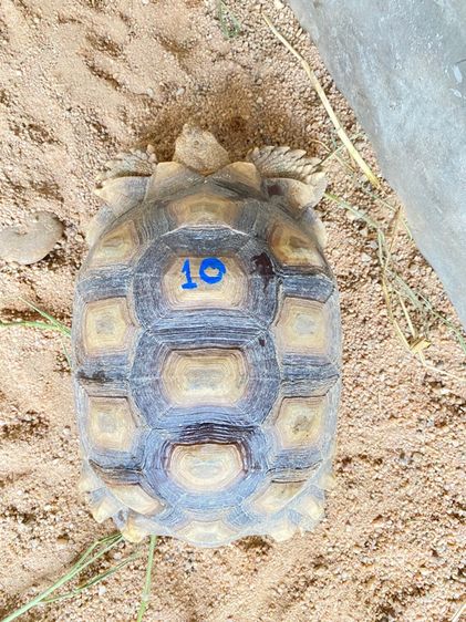 เต่าซูคาต้า รูปที่ 4