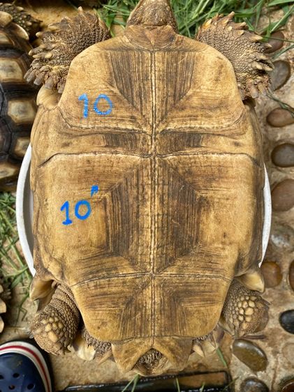 เต่าซูคาต้า รูปที่ 15