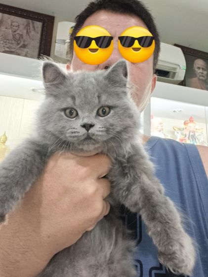 บริติช ชอร์ตแฮร์ (British Shorthair) แมวบริติชช็อตแฮร์