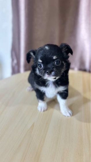 ชิวาวา (Chihuahua) เล็ก ลูกสนัขชิชาวา