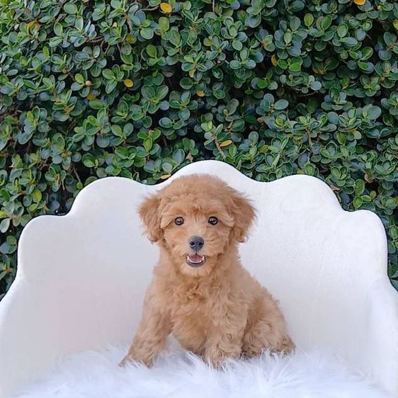 พุดเดิ้ลทอยแท้ (ผู้)วัคซีนแล้ว เชียงใหม่นัดรับ ตจว ส่งได้ รูปที่ 8