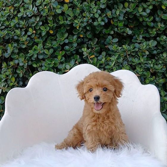 พุดเดิ้ลทอยแท้ (ผู้)วัคซีนแล้ว เชียงใหม่นัดรับ ตจว ส่งได้ รูปที่ 7