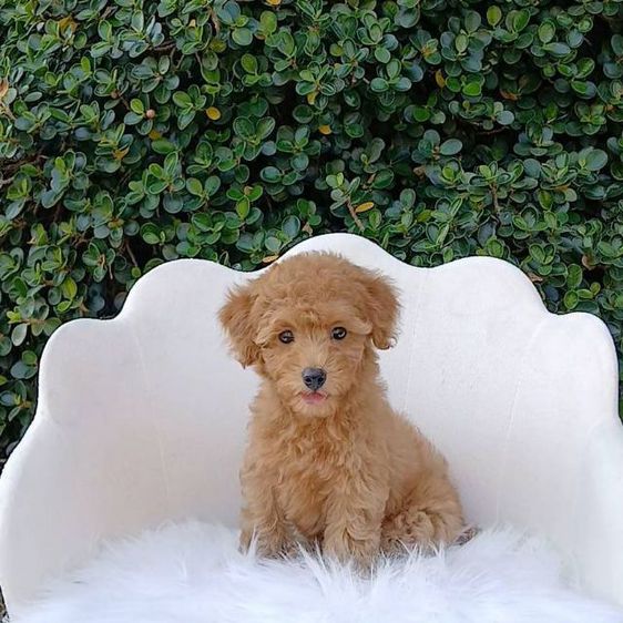 พุดเดิ้ล (Poodle) เล็ก พุดเดิ้ลทอยแท้ (ผู้)วัคซีนแล้ว เชียงใหม่นัดรับ ตจว ส่งได้