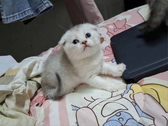 บริติช รูปที่ 2