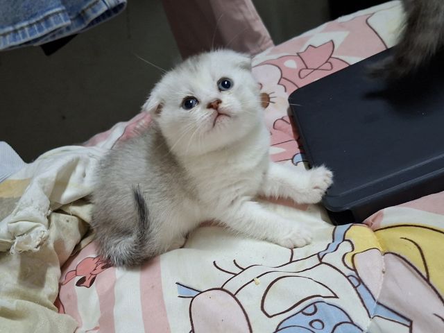 บริติช รูปที่ 3