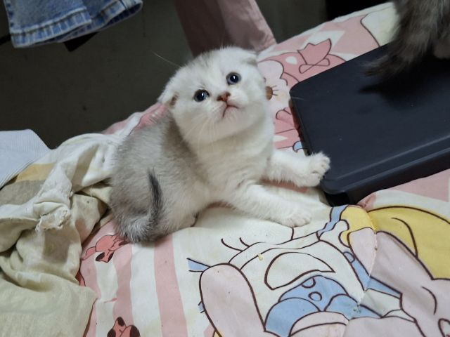 บริติช รูปที่ 6