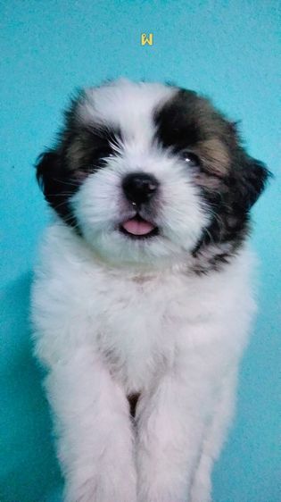 ชิสุ รูปที่ 2