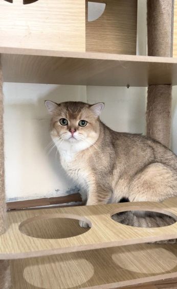 ดช.บริติช  รูปที่ 3