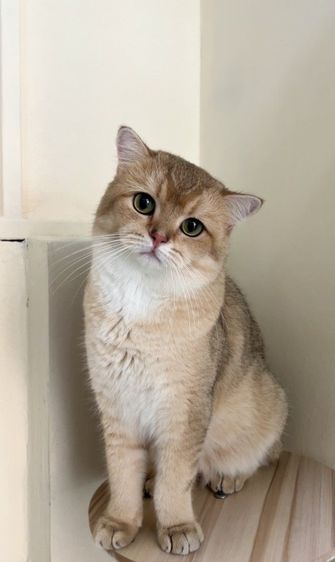 ดช.บริติช  รูปที่ 2