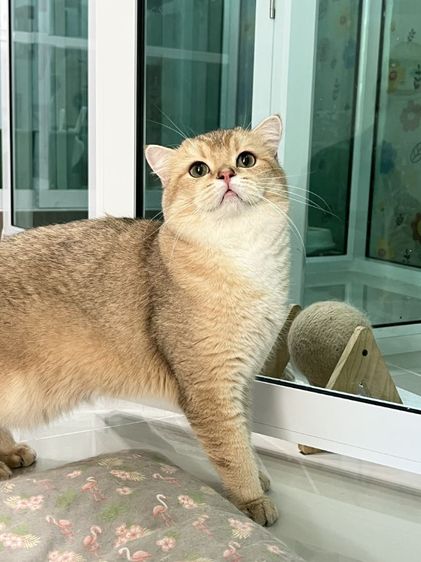 ดช.บริติช 