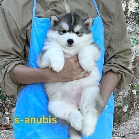 ไซบีเรียน ฮัสกี้ (Siberian Husky) เล็ก ลูกสุนัขไซบีเรียนฮักกี๊ วุลลี่โค๊ท