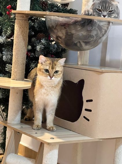 สก็อตติช โฟลด์ (Scottish Fold) แมวสก็อตติชผสมบริติช 1ขวบ ผญ สมุดวัคซีน ไมโครชิฟ