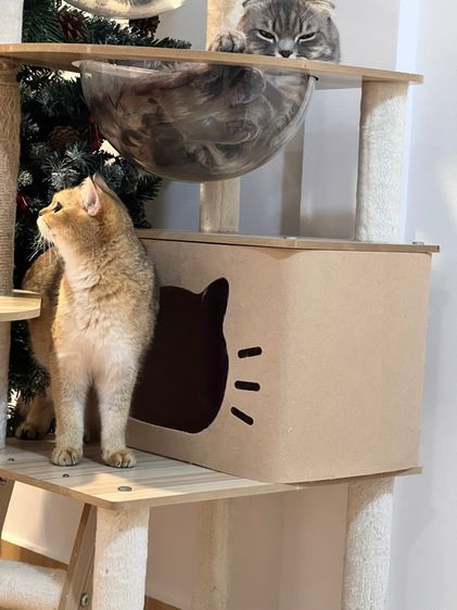 แมวสก็อตติชผสมบริติช 1ขวบ ผญ สมุดวัคซีน ไมโครชิฟ รูปที่ 2