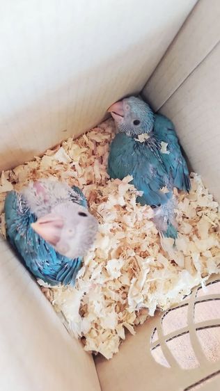 อื่นๆ ริงเนคบลูเครียเทล แม่ม่วงเครียเทล พ่อบลูเครียเทล เหมา 17500 บาท 