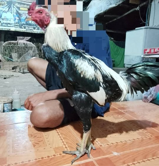 (เจ้าแสนคม) มีคลิป รูปที่ 2