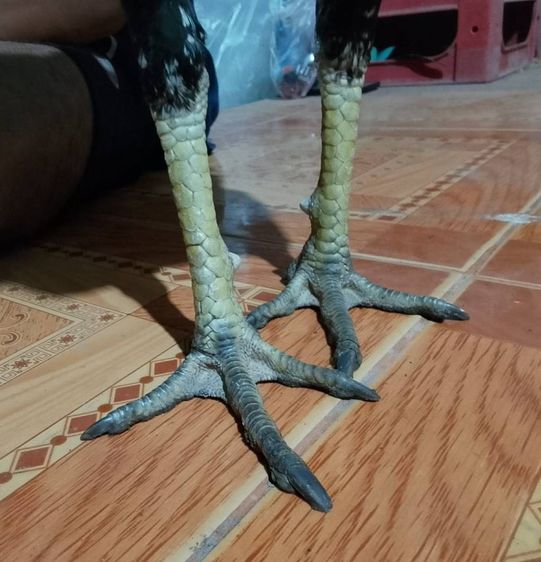 (เจ้าแสนคม) มีคลิป รูปที่ 3