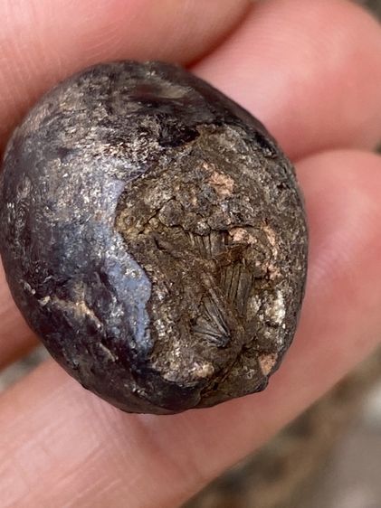 หมากทุยหลวงปู่เอี่ยม รูปที่ 9