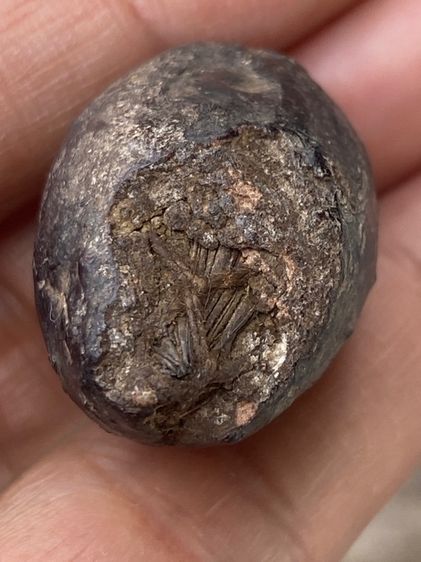 หมากทุยหลวงปู่เอี่ยม รูปที่ 6