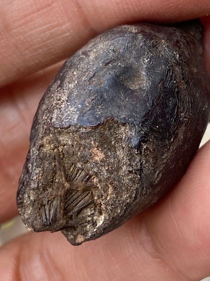 หมากทุยหลวงปู่เอี่ยม รูปที่ 12