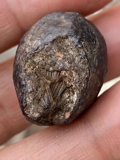 หมากทุยหลวงปู่เอี่ยม รูปที่ 11