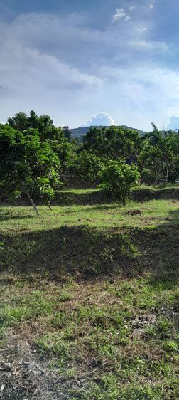ที่ดินทำเลดีท่ามกลางธรรมชาติที่ลำพูน