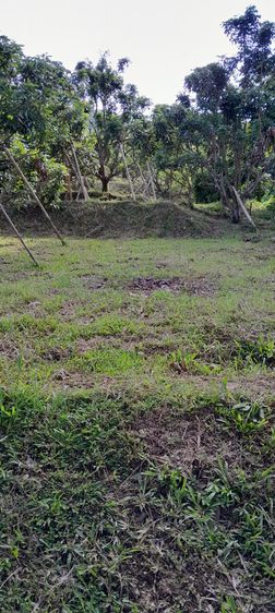 ที่ดินทำเลดีท่ามกลางธรรมชาติที่ลำพูน รูปที่ 4