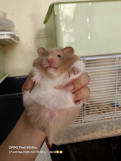 ขายแฮมเตอร์ไทย-ยุโรป รูปที่ 5