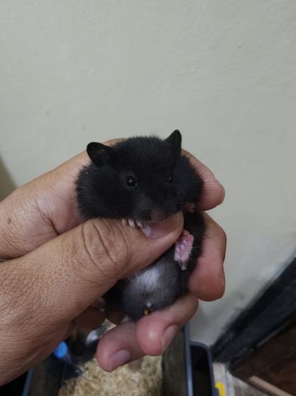 ขายแฮมเตอร์ไทย-ยุโรป รูปที่ 4