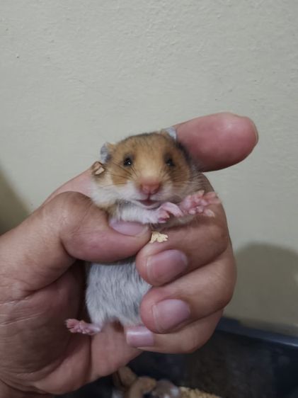 ขายแฮมเตอร์ไทย-ยุโรป รูปที่ 6