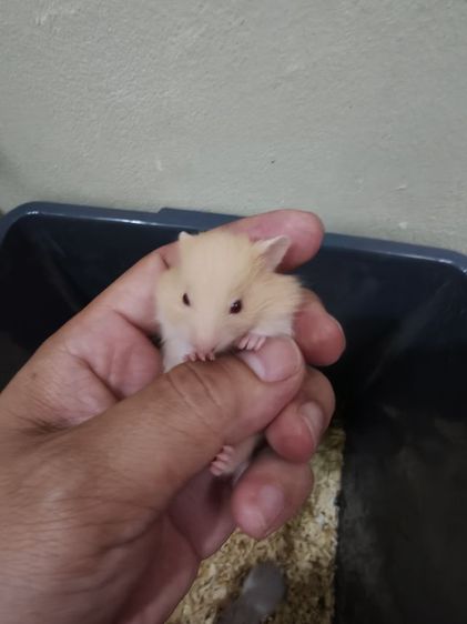 ขายแฮมเตอร์ไทย-ยุโรป รูปที่ 2