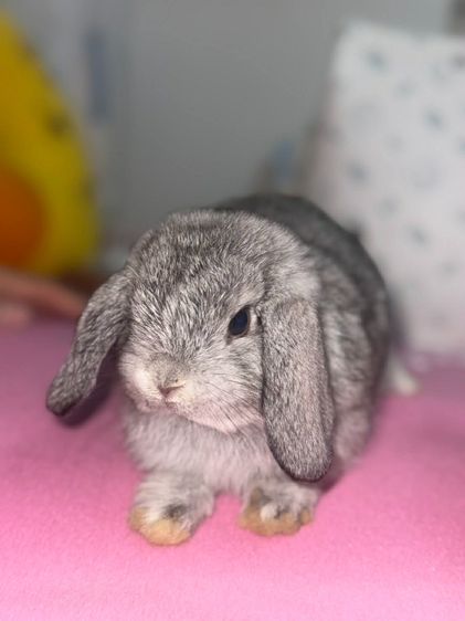กระต่าย Holland Lop