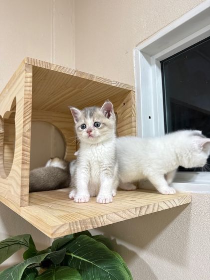 สก๊อตติชโฟลด์ รูปที่ 4